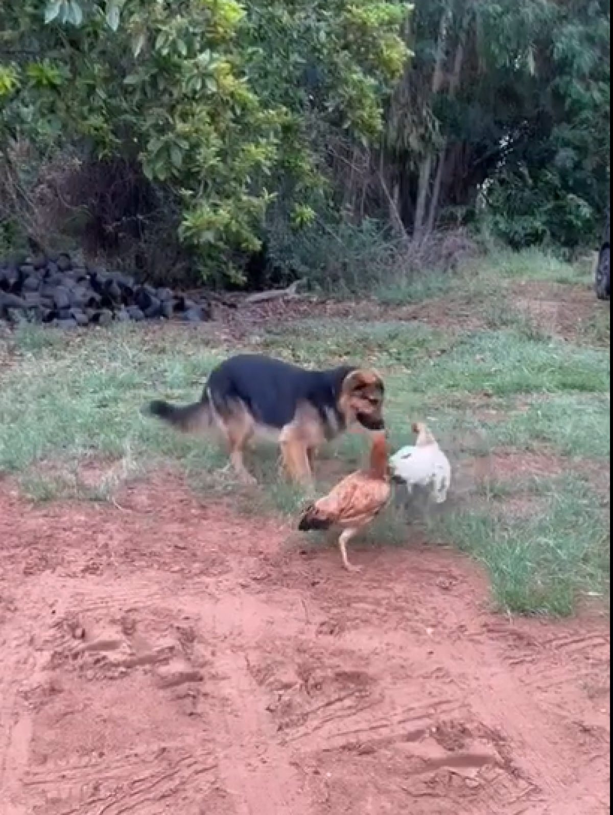 Um cãozinho muito fofo apaziguou os ânimos entre duas galinhas, que travaram um duelo no terreiro.