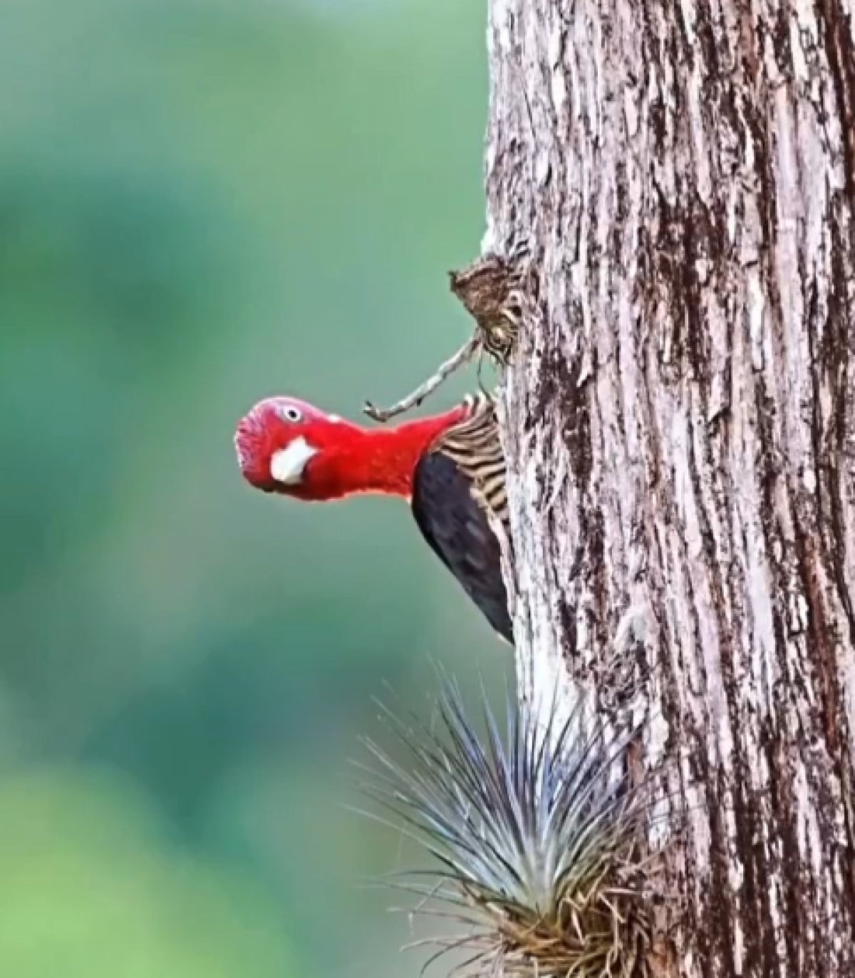 O pica-pau é uma ave facilmente identificável por seus hábitos e morfologia específicos, especialmente pelo hábito de tamborilar (bater o bico sobre uma superfície).
