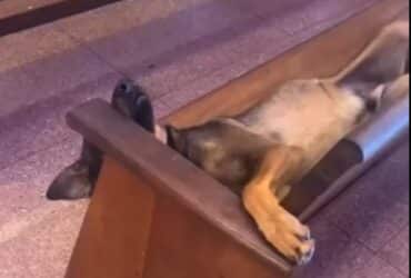 O Descanso abençoado do cãozinho que encontrou paz para tirar uma soneca na Basílica