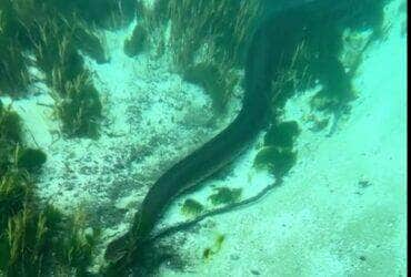 No coração das águas cristalinas de um rio em Mato Grosso, um espetáculo aquático inusitado foi flagrado por um sortudo observador