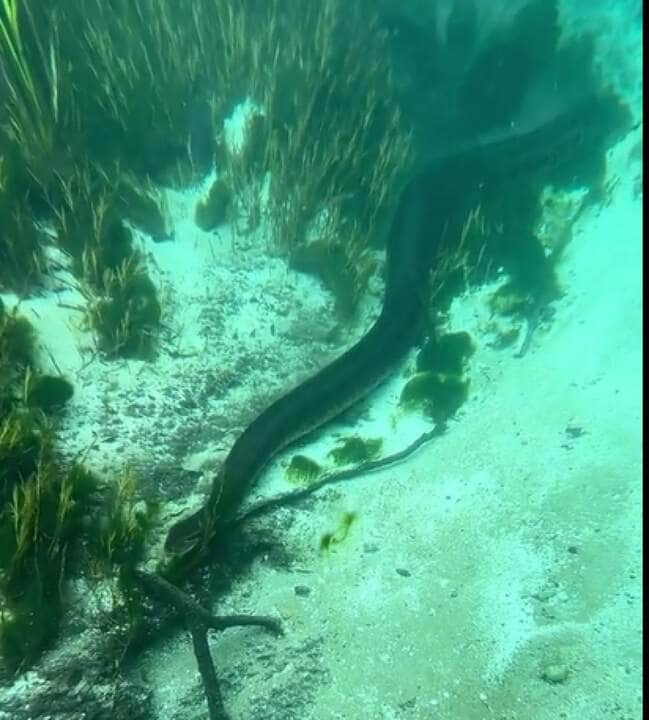 No coração das águas cristalinas de um rio em Mato Grosso, um espetáculo aquático inusitado foi flagrado por um sortudo observador