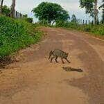 A jiboia, com seu jeito majestoso, deslizava elegantemente pelo ambiente, lançando olhares curiosos à procura de um petisco suculento.