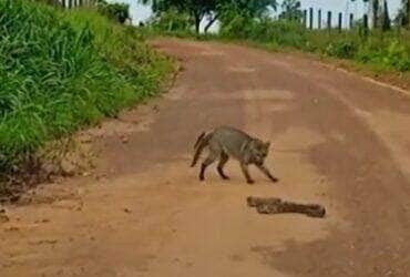 A jiboia, com seu jeito majestoso, deslizava elegantemente pelo ambiente, lançando olhares curiosos à procura de um petisco suculento.