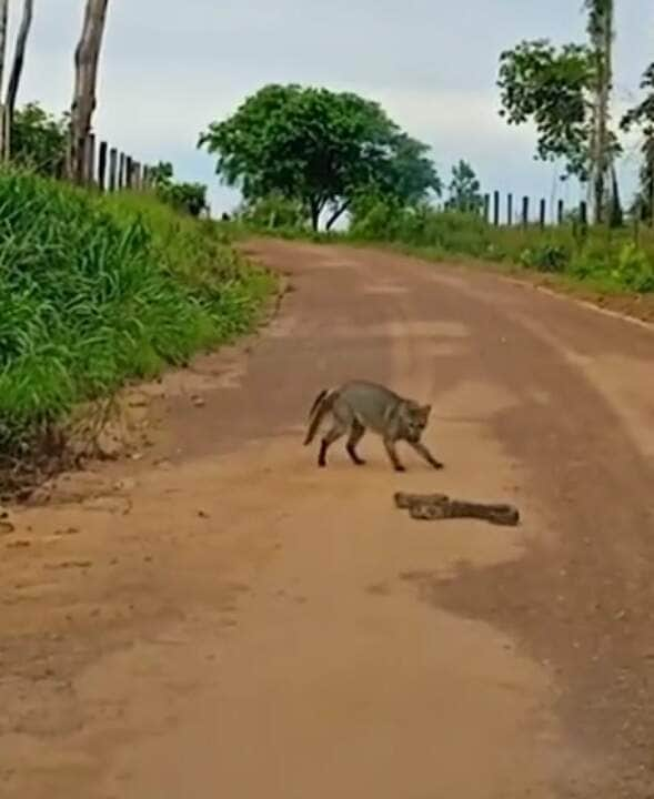 A jiboia, com seu jeito majestoso, deslizava elegantemente pelo ambiente, lançando olhares curiosos à procura de um petisco suculento.