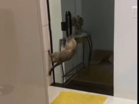 Lá estava o gato, pendurado no puxador da porta de correr, como se estivesse participando de alguma competição de ginástica olímpica felina.
