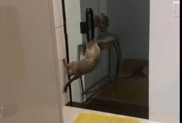 Lá estava o gato, pendurado no puxador da porta de correr, como se estivesse participando de alguma competição de ginástica olímpica felina.