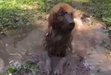 Ah, o verão no Brasil e suas ondas de calor insanas! Mas eis que surge uma estrela improvável para nos ensinar como driblar esse clima: um adorável Golden Retriever, o herói do frescor canino!