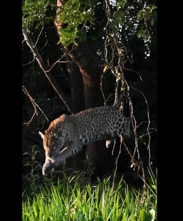 É uma cena que desafia a expectativa e encanta os amantes da natureza: as onças-pintadas, mestres da camuflagem e agilidade, utilizam as árvores como postos de observação, estratégia comum para visualizar suas presas nos rios pantaneiros.