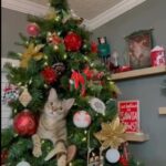 Os gatos são predadores naturais. A árvore de Natal, com seus enfeites brilhantes e pendurados, pode ser vista como uma presa potencial.