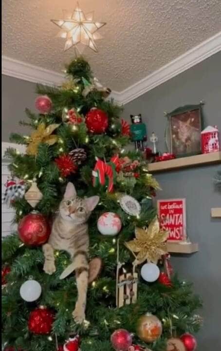 Os gatos são predadores naturais. A árvore de Natal, com seus enfeites brilhantes e pendurados, pode ser vista como uma presa potencial.