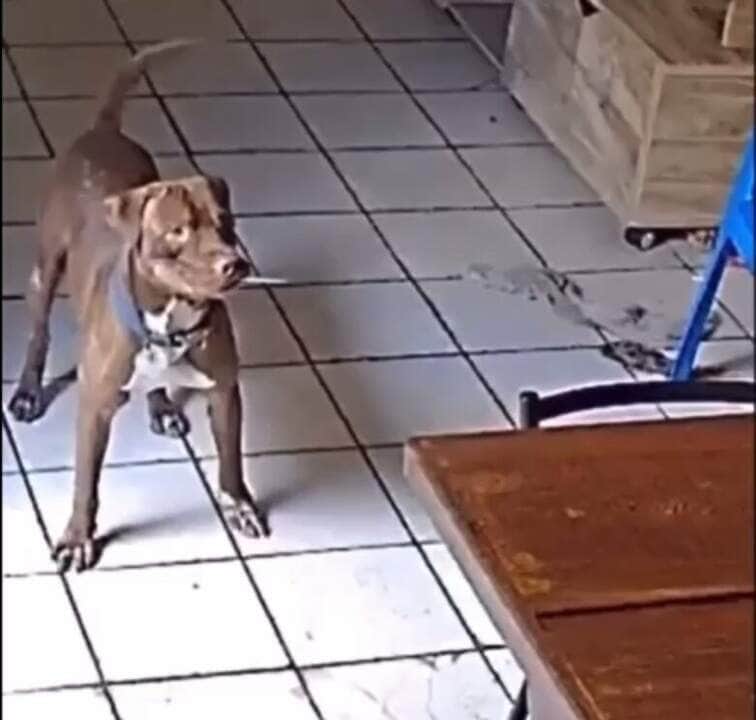 Bolt, o mestre das artes caninas do entretenimento, decidiu surpreender seus tutores com um número de circo bem peculiar. Afinal, que cachorro não sonha em ser o protagonista de um espetáculo caseiro?