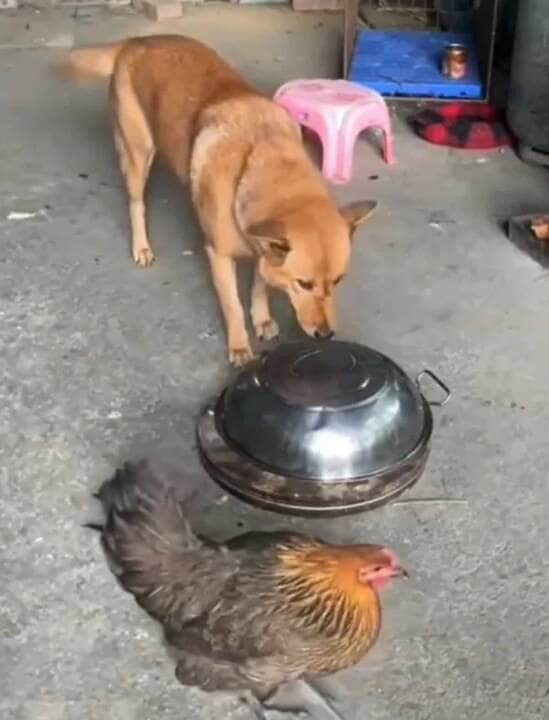 Eles são animais inteligentes que são capazes de aprender comandos e comportamentos.