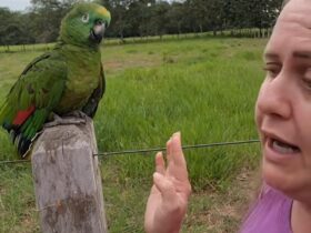 A estrela das redes sociais, Papagaio Bicudo, com seu penacho impecável e um repertório de respostas afiadas, está causando furor entre os amantes de pássaros e entusiastas da comédia animal.