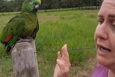 A estrela das redes sociais, Papagaio Bicudo, com seu penacho impecável e um repertório de respostas afiadas, está causando furor entre os amantes de pássaros e entusiastas da comédia animal.