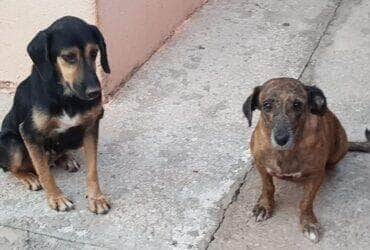 O cumprimento do mandado faz parte da Operação Sansão, ação contínua da Dema com foco no combate a maus-tratos de animais