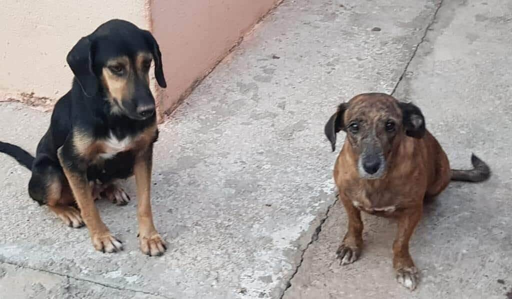 O cumprimento do mandado faz parte da Operação Sansão, ação contínua da Dema com foco no combate a maus-tratos de animais