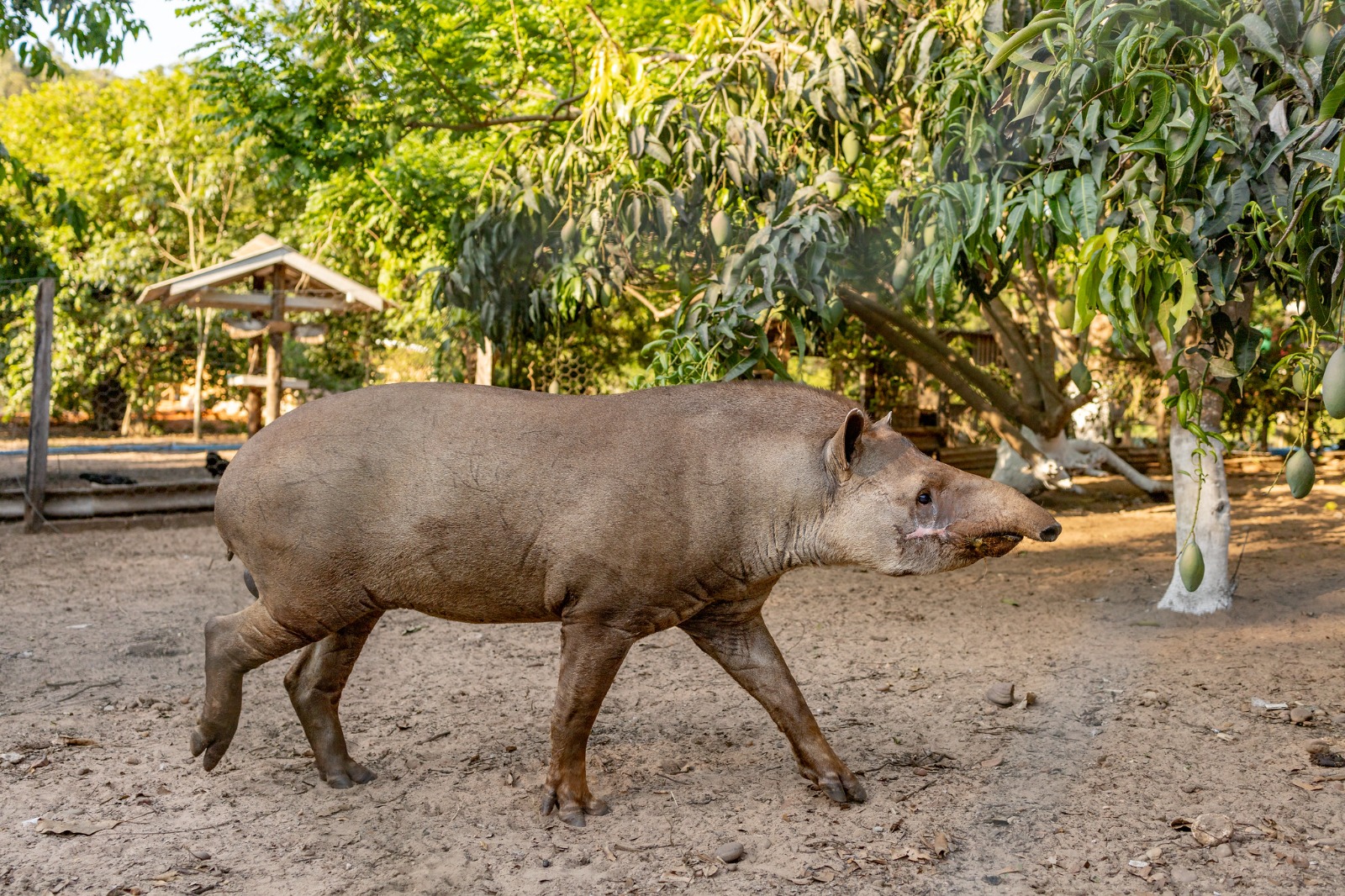 antas resgatadas pela sema mt passam a viver em reserva ecologica apos tratamento complexo de saude interna 3 2023 12 29 497180483