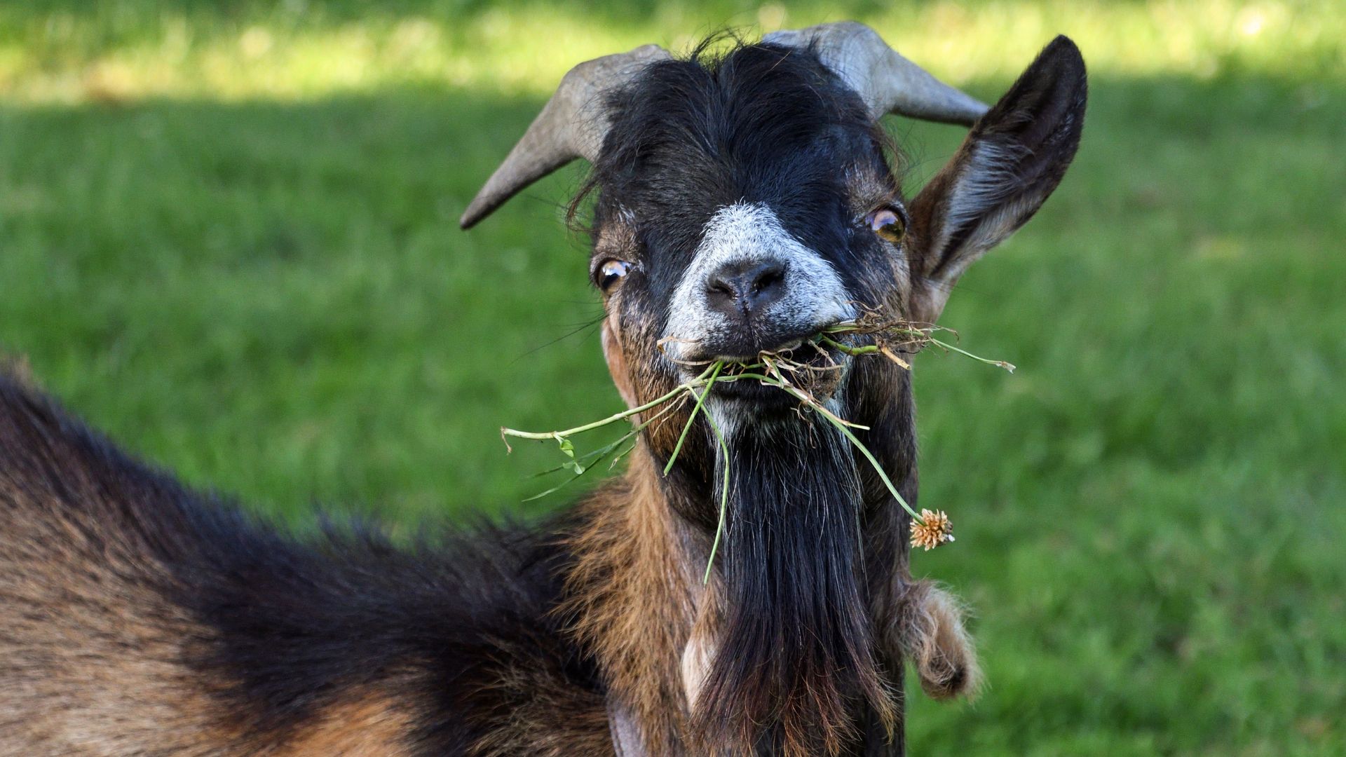 O bode é uma espécie domesticada herbívora de capríneo (Caprinae) pertencente ao gênero Capra, tipicamente mantida como gado. Foto: Canva.com/photo