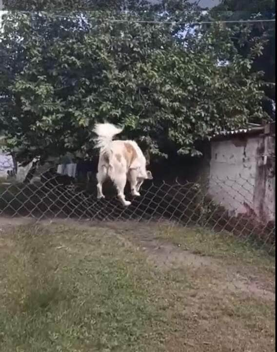 Bolinha foi flagrado escalando a cerca de tela do quintal de sua casa.