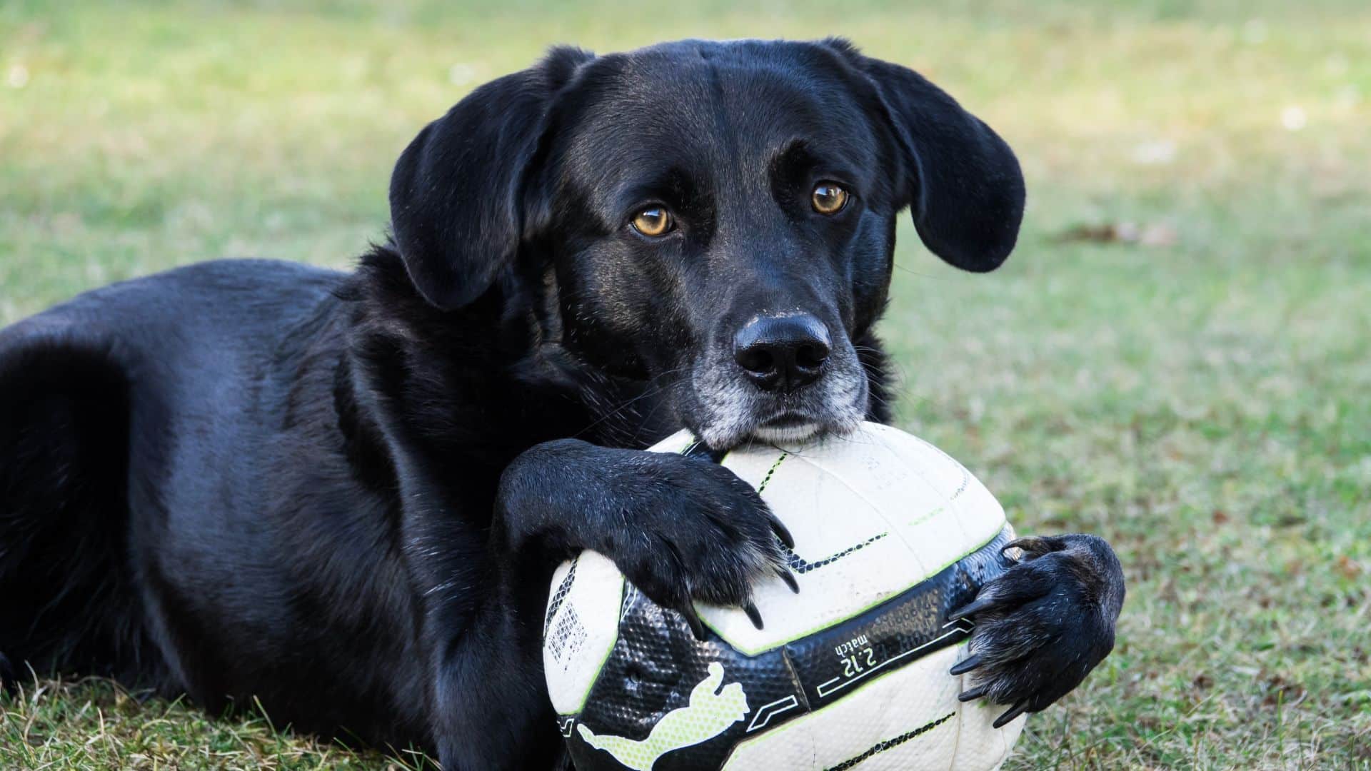  Brincar com bolas é uma ótima forma de exercício para os cães. Correr atrás da bola ajuda a queimar calorias e manter os cães em forma.