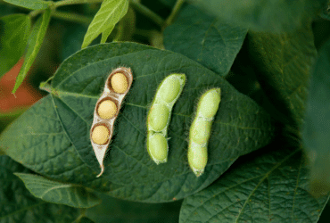 Exportações do agronegócio foram de US$ 13,48 bilhões em novembro