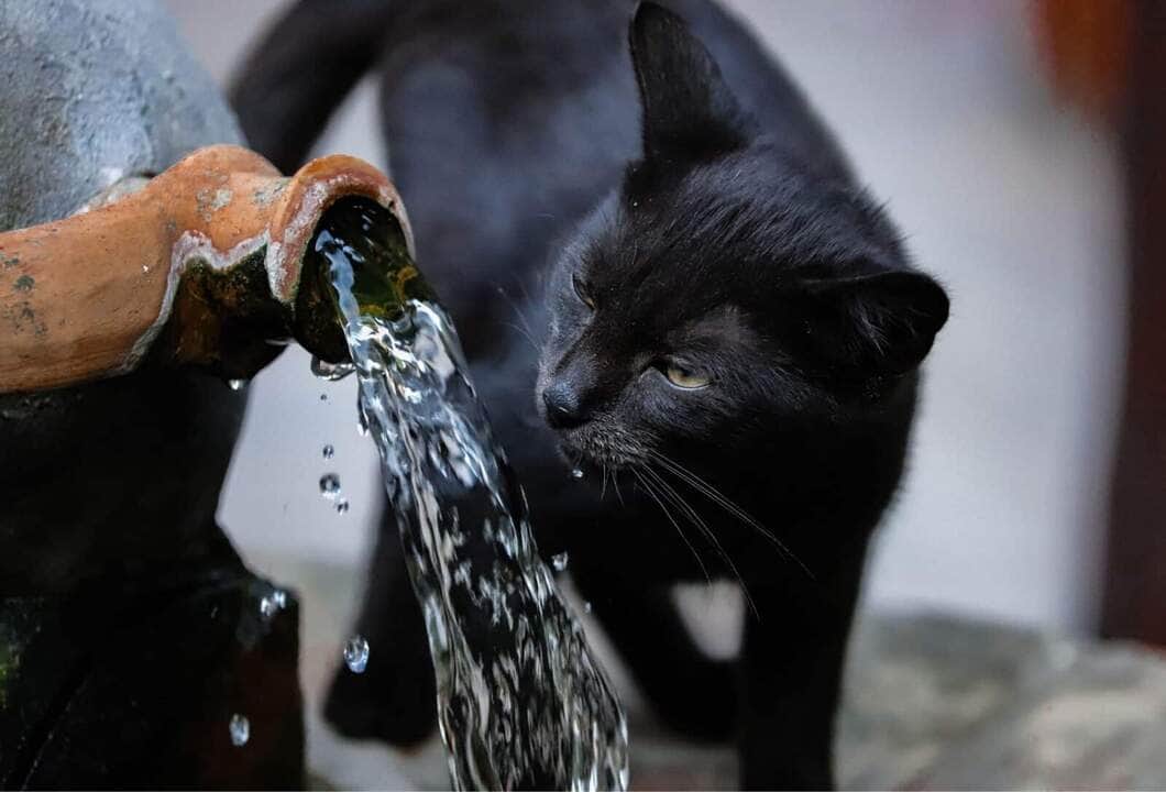 gato