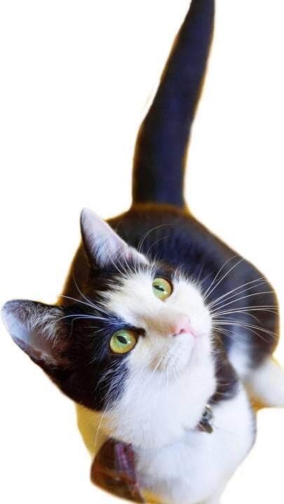 gato animado