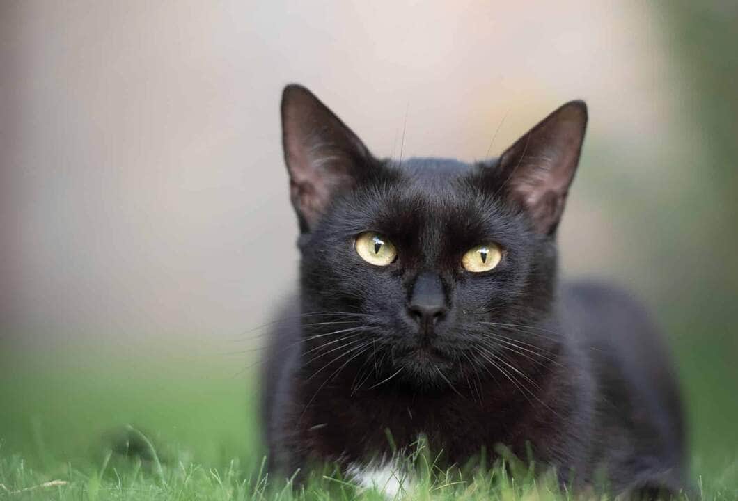 gato curioso