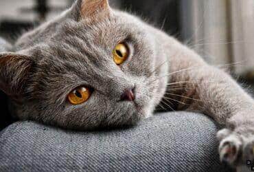 Sonhar com gatos