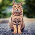 gato lindo