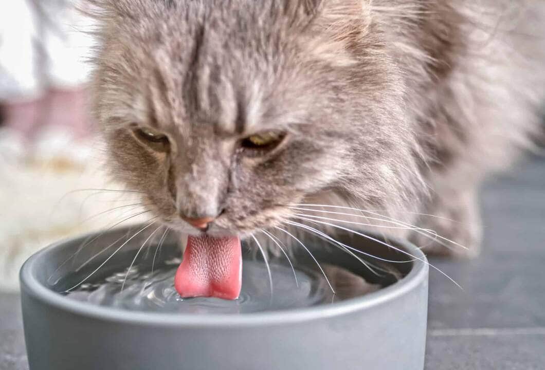 Estimulando hábitos saudáveis em gatos 81 gatos