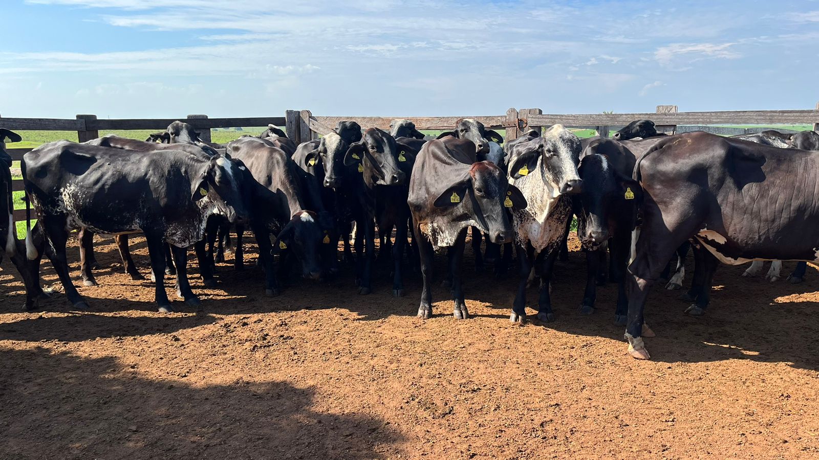 governo entrega silo de armazenamento de leite e novilhas prenhes para produtores familiares de alta floresta interna 3 2023 12 02 132770708