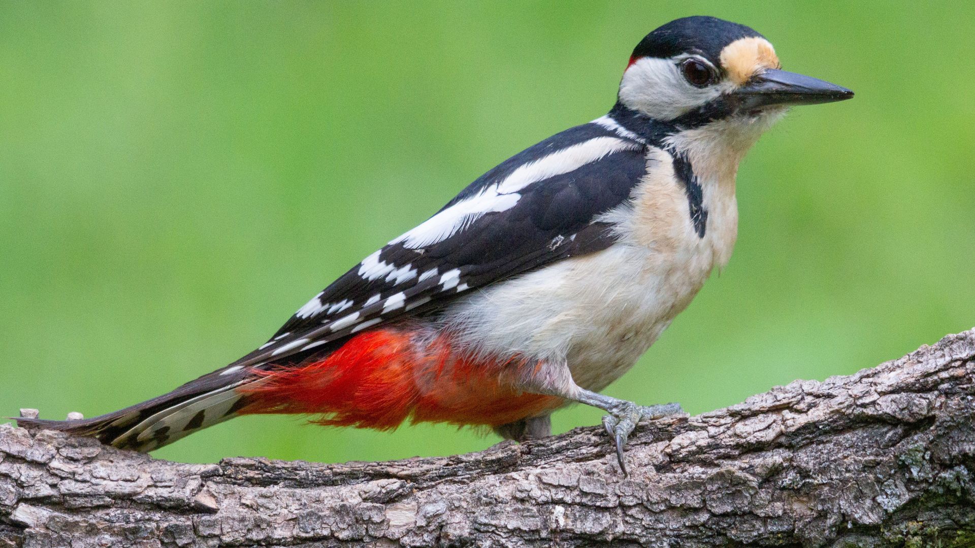 O pica-pau é uma ave comum no Brasil. É encontrado em uma variedade de habitats, incluindo florestas, matagais e parques.