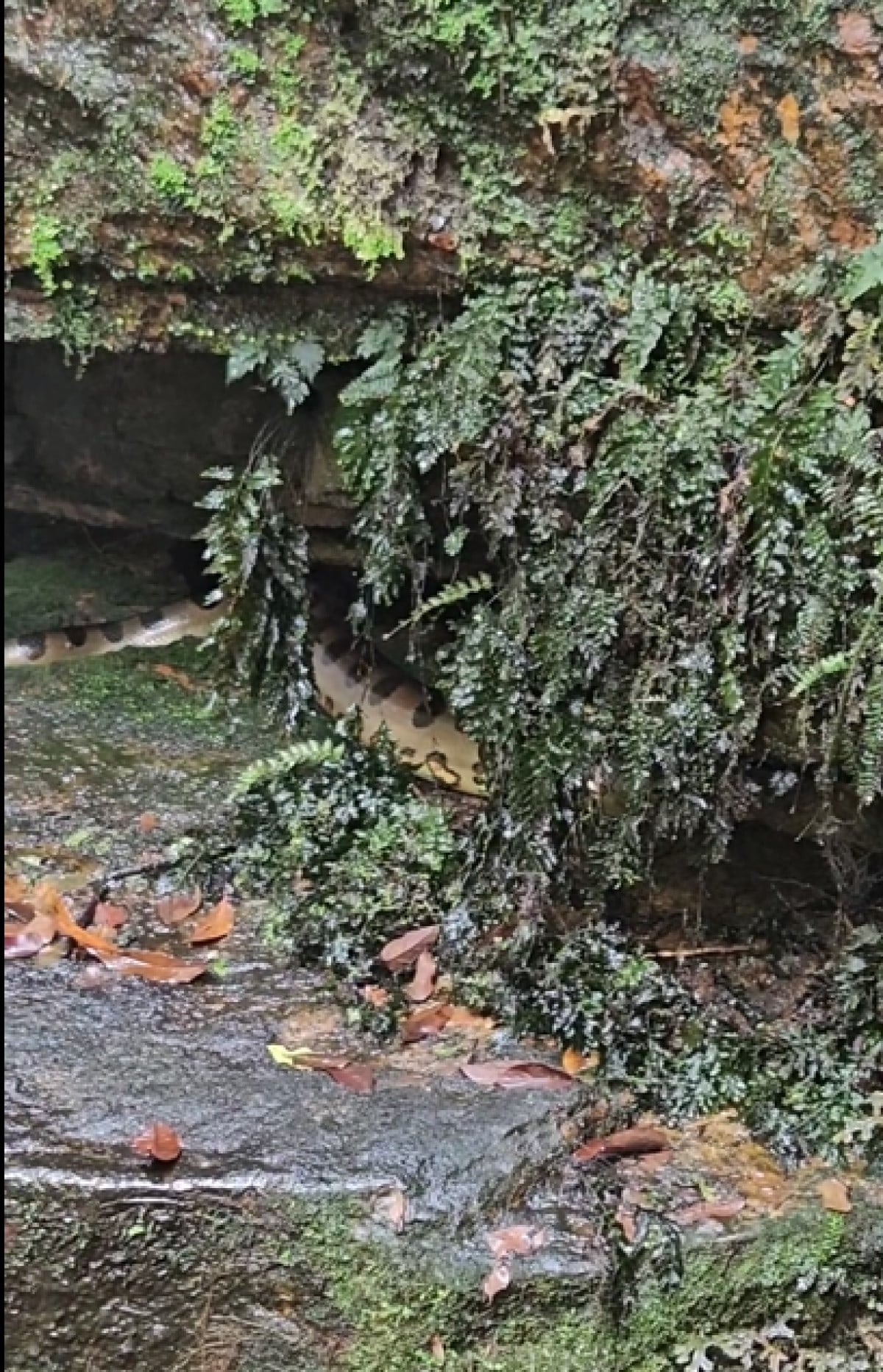 As cachoeiras são uma fonte de alimento para as sucuris. Elas atraem uma variedade de animais, como peixes, aves e mamíferos, que são presas das sucuris.
