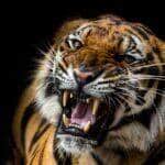 "O tigre é um mamífero carnívoro que faz parte da família dos felídeos e é considerado o maior felino do mundo. É um animal que apresenta hábito solitário e se alimenta, principalmente, de ungulados (animais que possuem casco)."