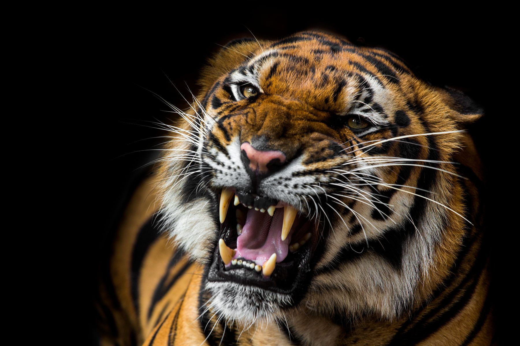 "O tigre é um mamífero carnívoro que faz parte da família dos felídeos e é considerado o maior felino do mundo. É um animal que apresenta hábito solitário e se alimenta, principalmente, de ungulados (animais que possuem casco)."