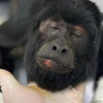 Macaco é resgatado após sofrer descarga elétrica em cidade de Mato Grosso