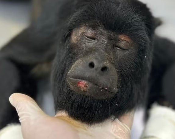 Macaco é resgatado após sofrer descarga elétrica em cidade de Mato Grosso