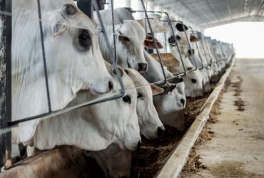 Abate de bovinos em Mato Grosso bate recorde em 2023