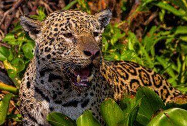 Pesquisa inédita revela parasita perigoso em onças no Pantanal de Mato Grosso