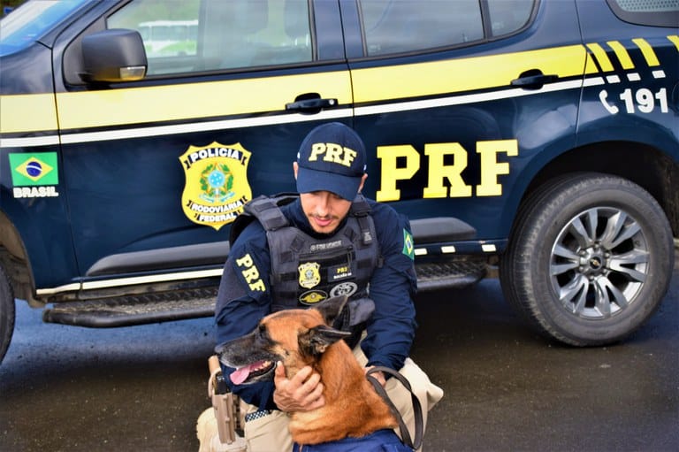 Graças ao seu olfato apurado, os cachorros conseguem detectar uma variabilidade maior de cheiros e se tornaram cruciais nas operações policiais. 