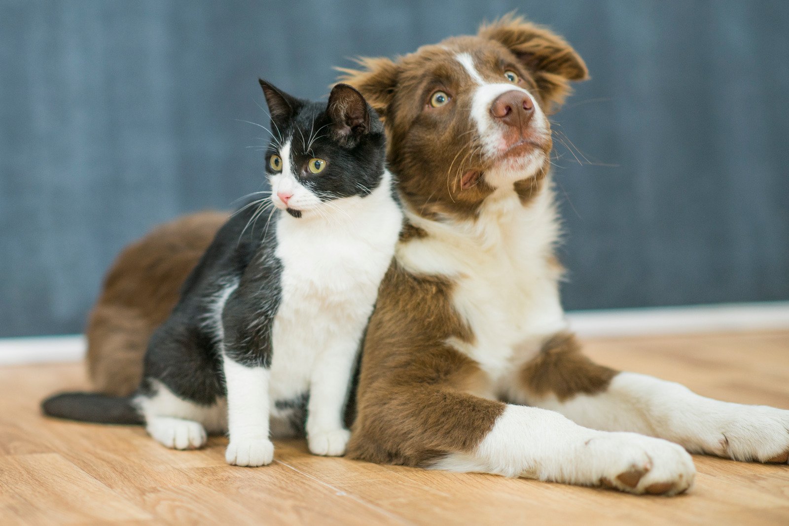 5 curiosidades sobre os gatos que você não sabia 7 Beautiful cat. - Fotos do Canva