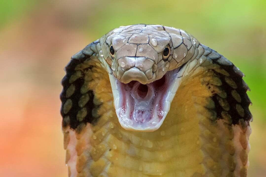 Naja negra: a cobra que cospe veneno 2 Naja negra