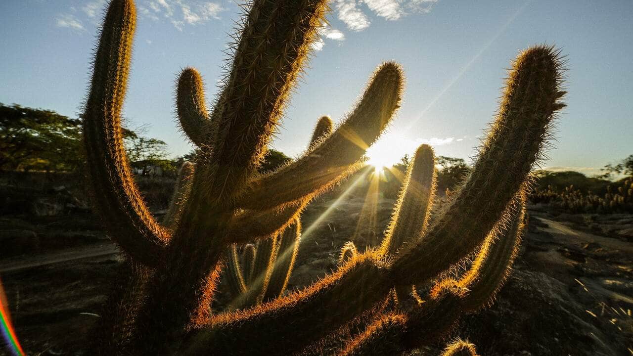 Descubra as plantas que atraem dinheiro 3 Cactos - Fotos do Canva