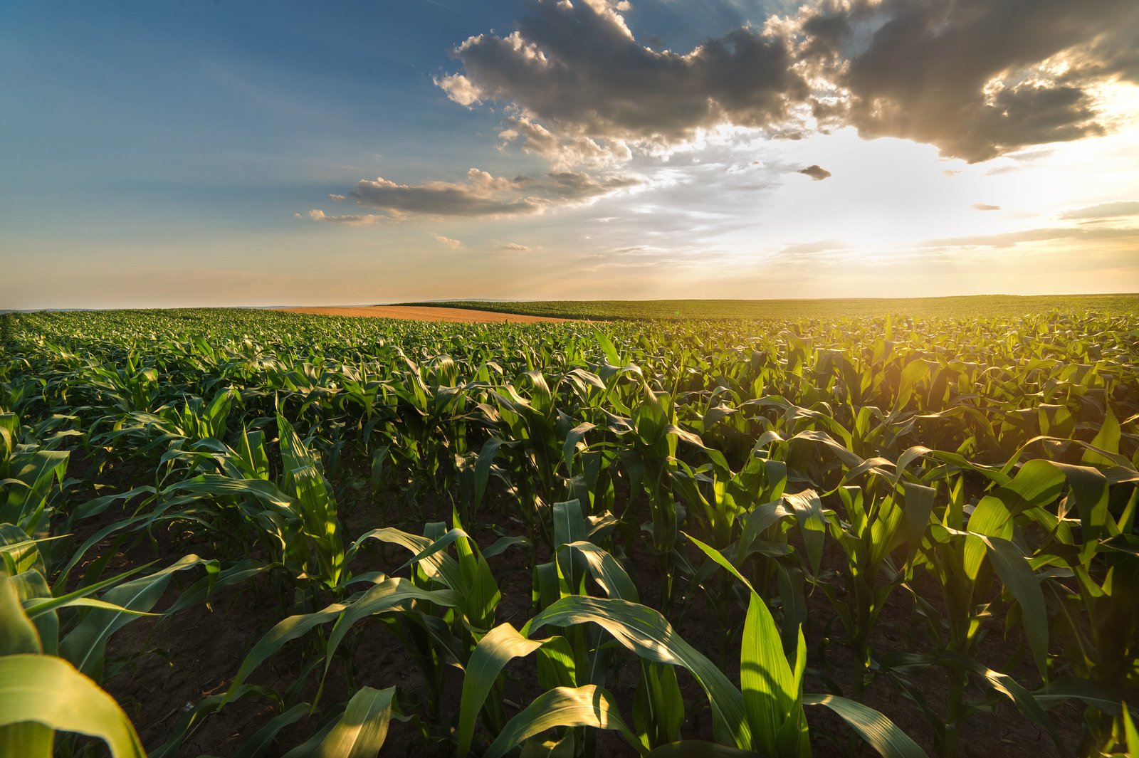 Mato Grosso: Gigante do Agronegócio Ergue-se para Salvar a Safra de Milho do Brasil 3 Campo de milho ao pôr do sol - Fotos do Canva