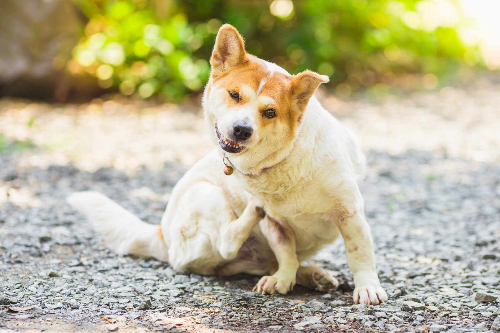 Cão Beagle senta-se na grama verde ao lado de seu dono - Fotos do Canva