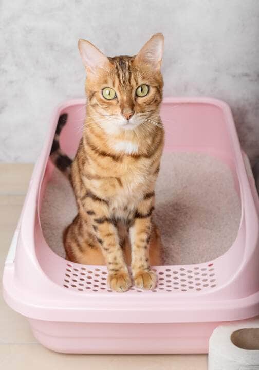 Cat Litter Box - Fotos do Canva1 (1)