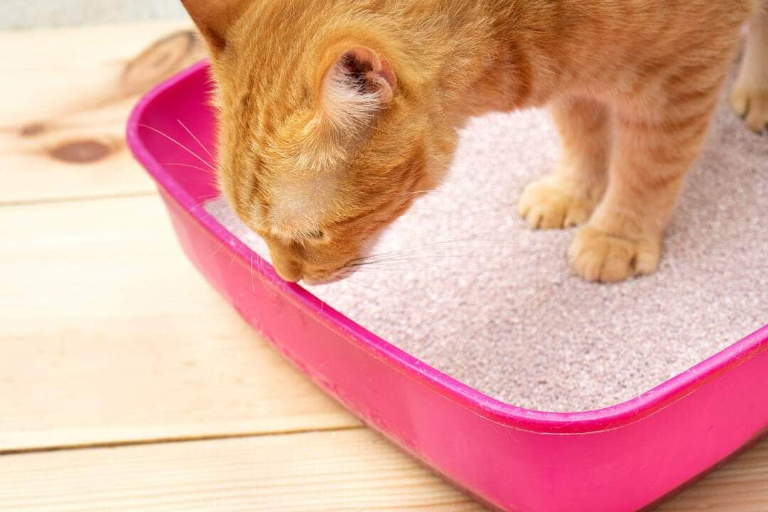 Close-up of Cleaning Cat Litter Box With Straining Shovel - Fotos do Canva