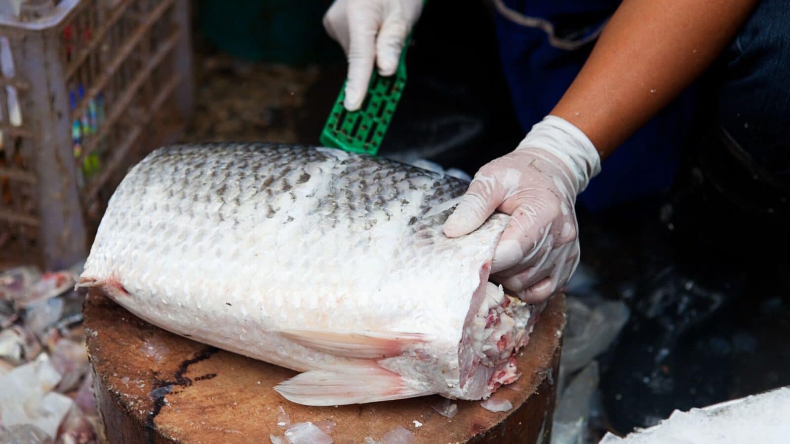 Indea intensifica fiscalização durante Semana Santa para garantir segurança alimentar no comércio de peixes