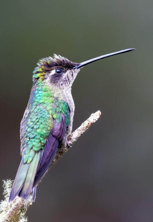 Detalhe do colibri voador - Fotos do Canva